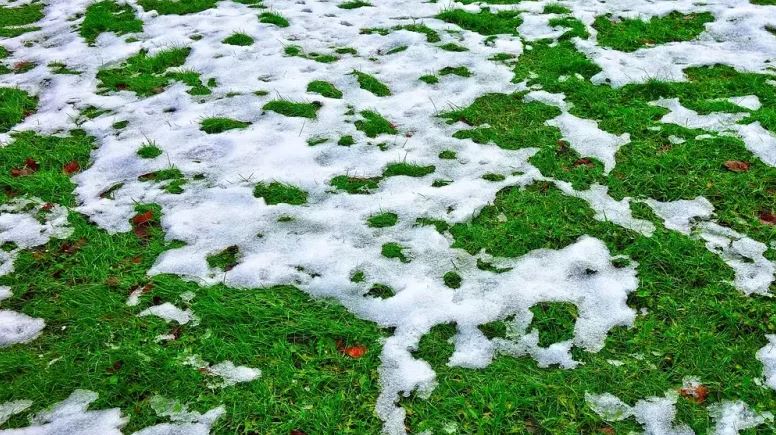 Ingrasamant gazon iarna, Landscaper Pre Winter